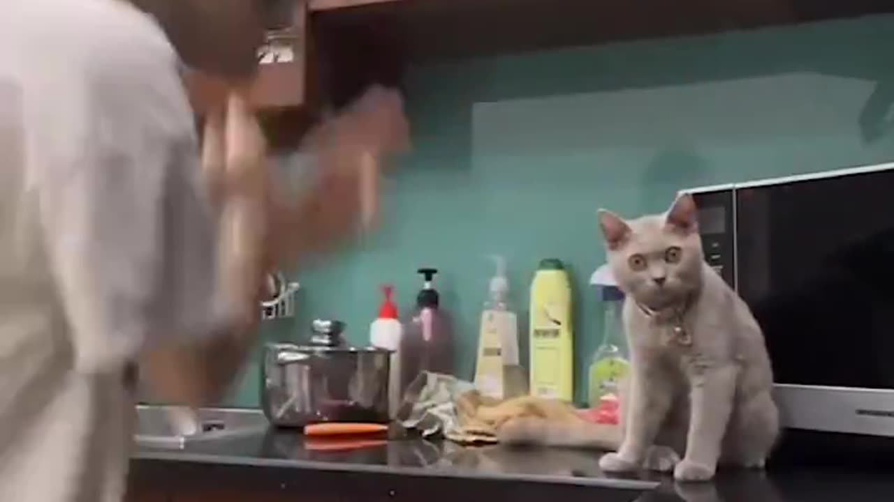 What Has This Girl Done To This Poor Cat