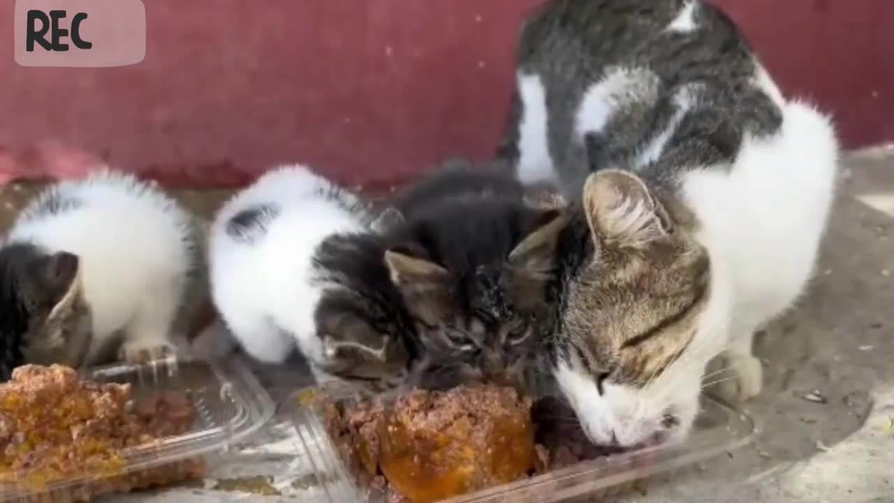 Funniest Cats and Dogs
