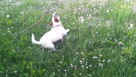 Jack Russell plays