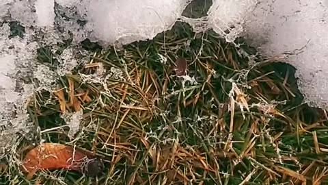 Fake Snow - No Joke