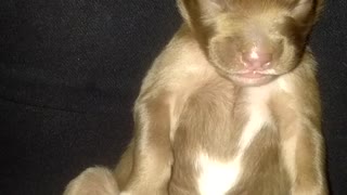 Sleeping Puppy having a nightmare😂 so Cute!