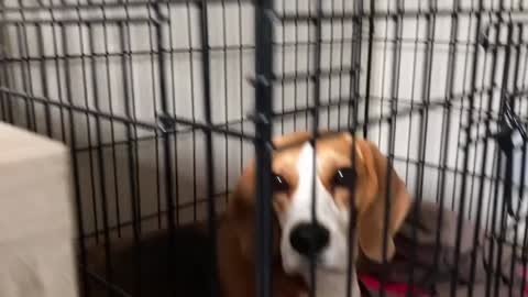 Funny Dogs Pranked with The Joker Costume
