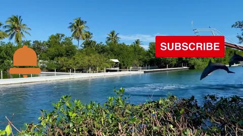 dolphin facts for kids | dolphin facts 😊 Ishq Murshid - Episode 23😁 How to promote youtube video