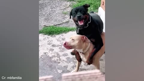 Funny DOGS and CATS videos 2024 🤣🐶 Best Funniest Animal Videos
