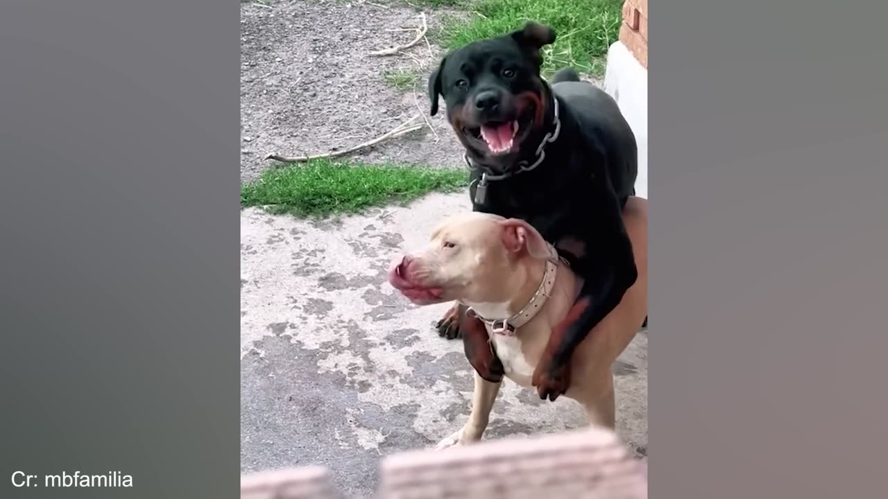 Funny DOGS and CATS videos 2024 🤣🐶 Best Funniest Animal Videos