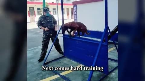 Stray puppy broke into police camp, became a Police Dog after being adopted