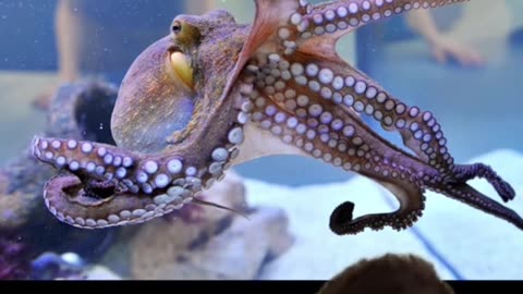 SMARTEST ANIMALS IN THE WORLD