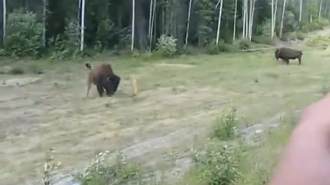 Pit bull attacks a bison and quickly finds out