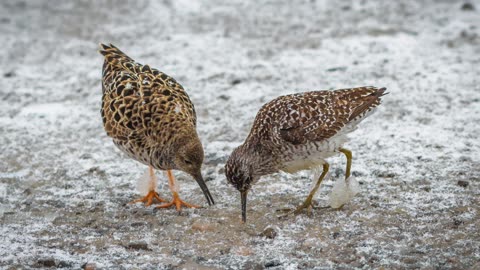 The Ruff: Close Up HD Footage (Philomachus pugnax)