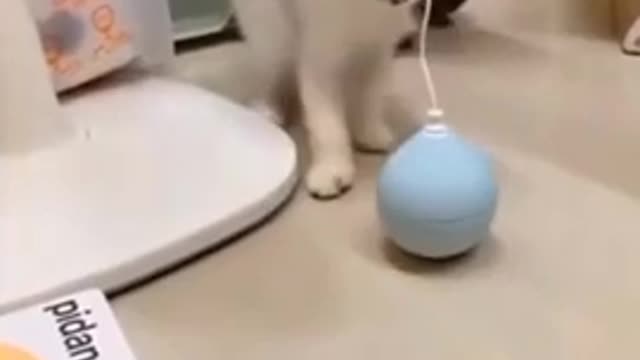 Funny Cats Video Complication | They Are Very Cute 😘😍