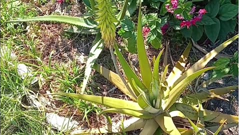 Aloe Flower Bloom
