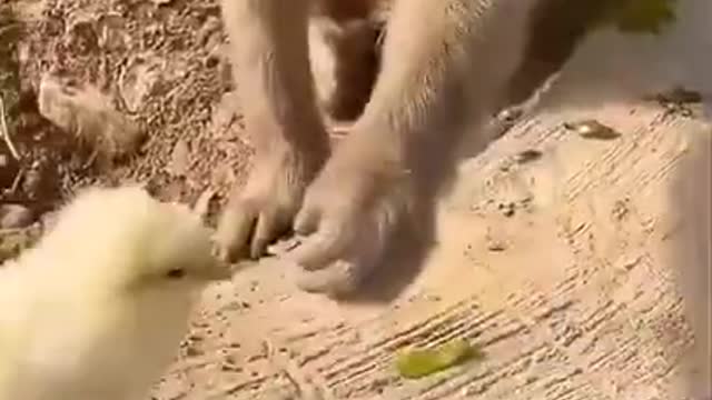amazing videos 😌🙂😌🙂😌😌🙂😌#viral #shorts