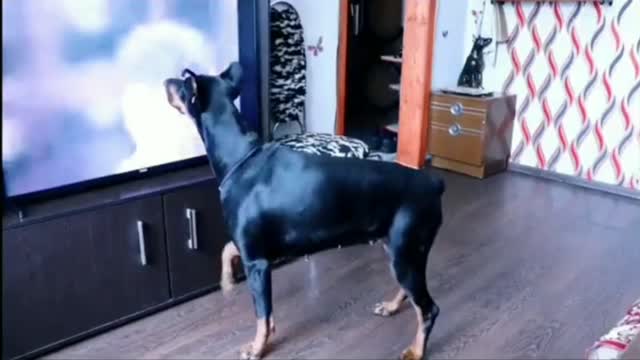 🤣"BEST DOG VIDEO WATCH DOG DANCE TO MICHAEL JACKSON"🤣