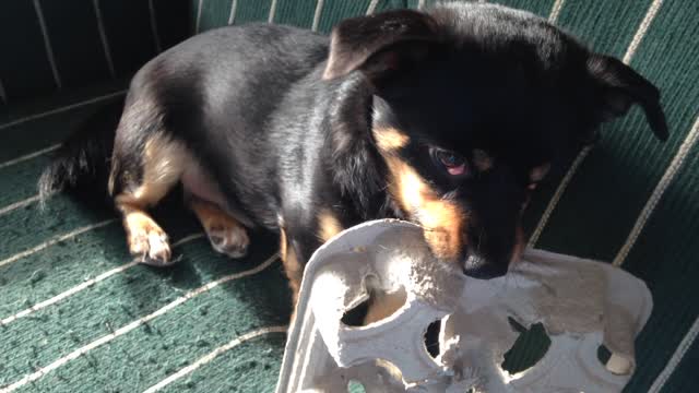 Cute Puppy VS Drink Tray