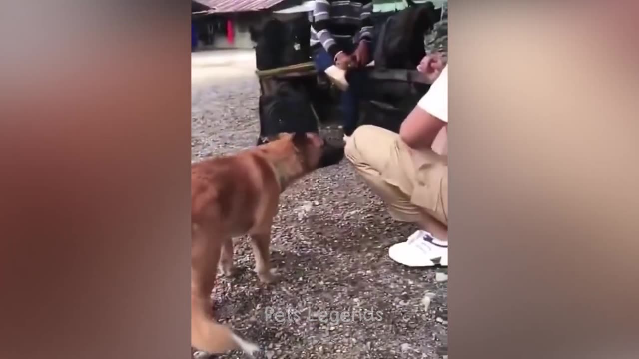 Funniest Animals 2024!!! New Funny Cats and Dogs Video 🤣🤣🤣