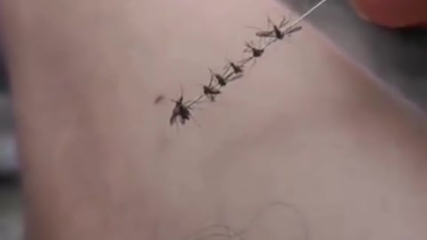 How to catch a mosquito!