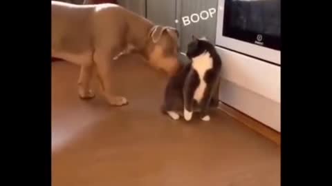 Cats x dog