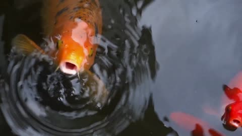 koi fish making amazing mouth movements