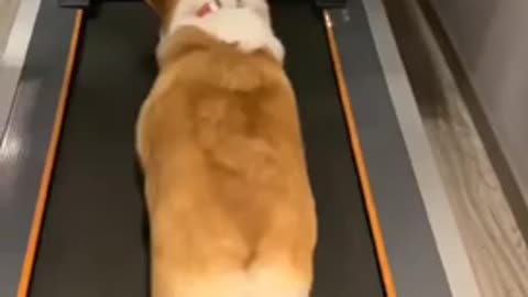Cute Puppy