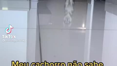 Social experiment: Woman verbally abuses her dog in public