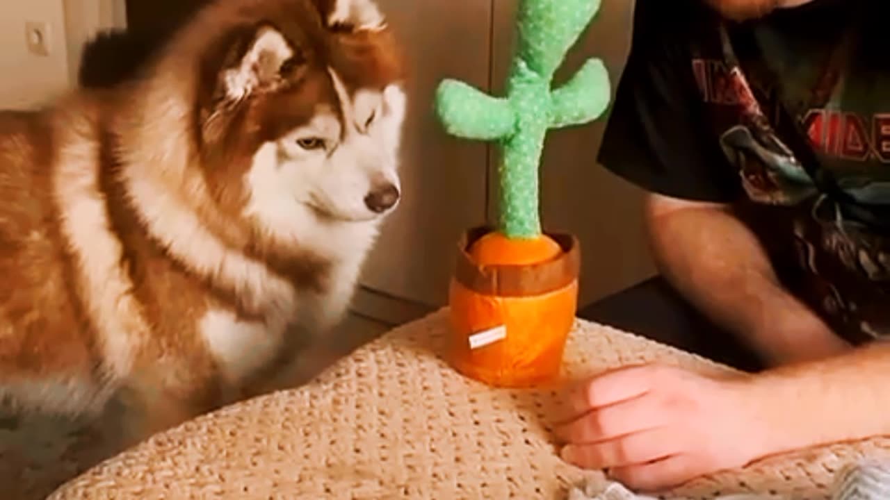 How so Funny...ππDont try to Laugh ππ #shorts #short #viralshort #viral #fyp #fypviral