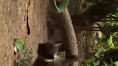 Rare video