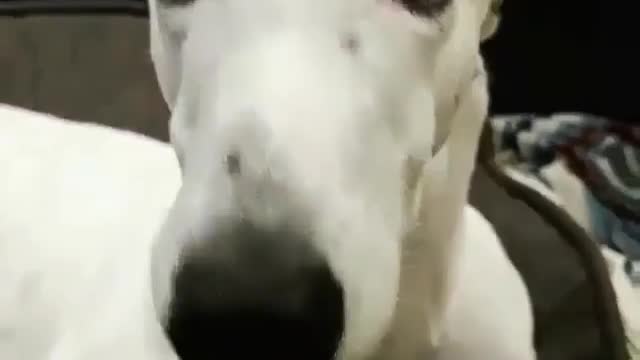 Funny animal world gives you a different mood