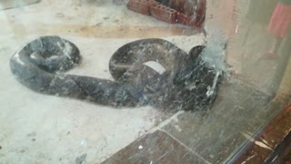 old Leather Snake Poisson his Enemies