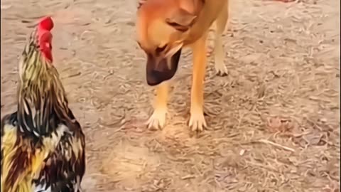 The last one 😂😂 Hilarious Dogs and Friend Comedy Compilation | Try not to laugh Funny Videos
