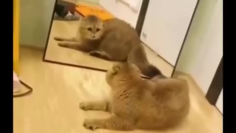 Funny cat memes 2022