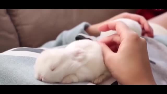 feed the bunny