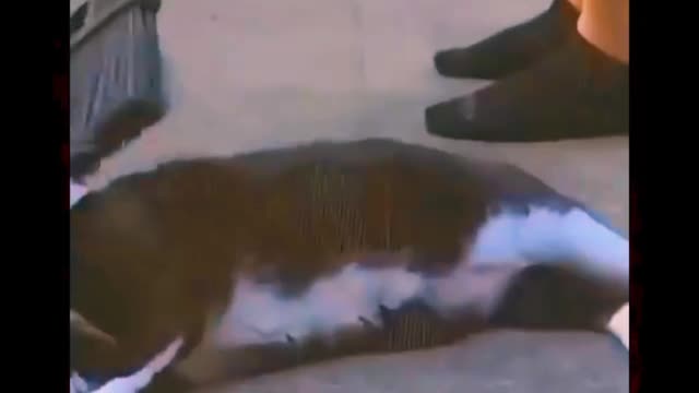 Cat fun time video