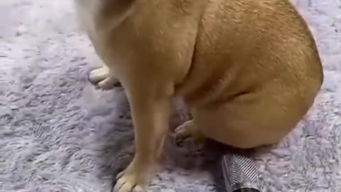funny pets 6