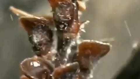 Invasive species tumble #science #sciencefacts #shorts #ytshort
