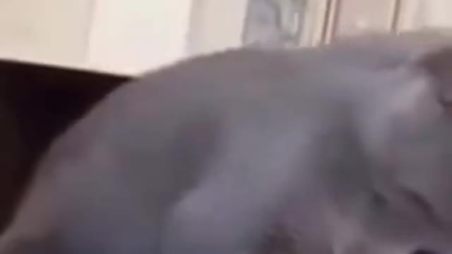 funny cats and dogs