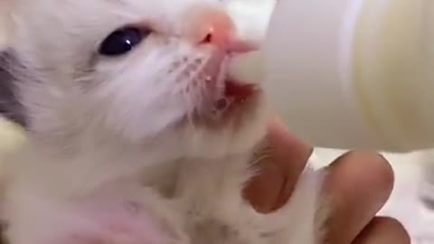 #Funniest Animals Real - Best Of The 2020 #Funny Animals Videos - Try Not To Laugh #3