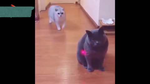 Funniest animal pets of the year video