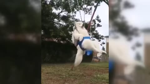 Hilarious animal videos attempting to avoid laughter