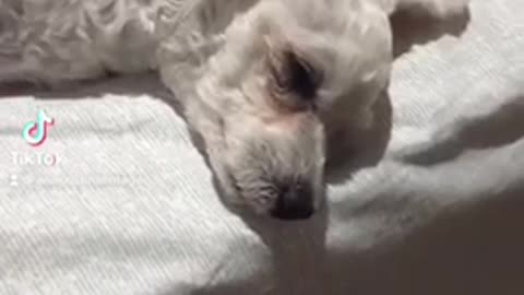 Poodles in my bed