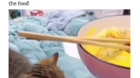 Angry Cute Kitten