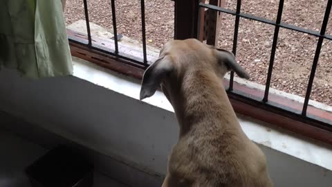 The ridgeback fire with Labrador puppy 🔥 😃