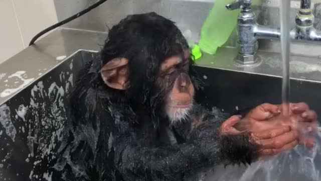 Monkey Taking Care Of His Personal Hygiene