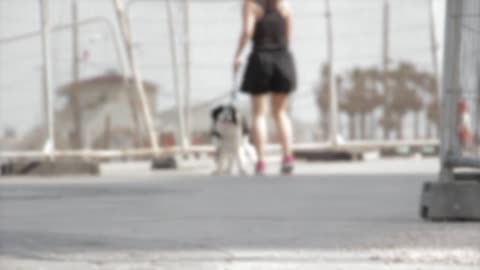 Dog loyal
