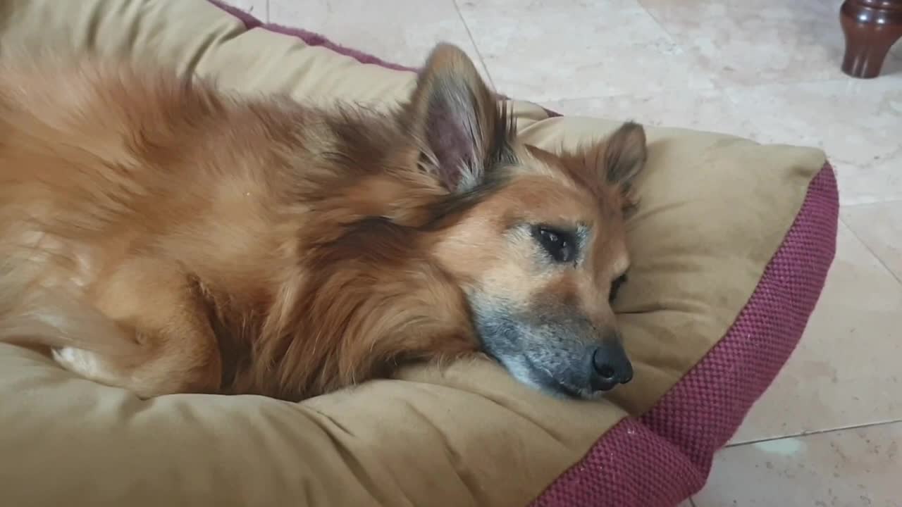 Relaxed La la dog πΆπ΄