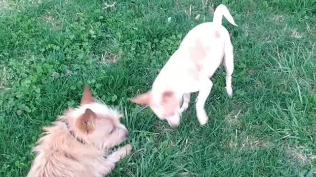 These dogs! 😎 Life's too short not to have a dog. Or ten!