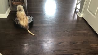 Awesome Opossum Rides a Robot