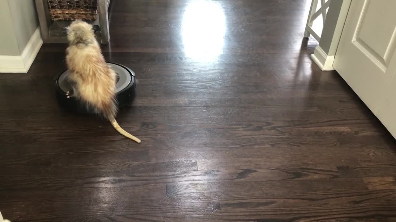 Awesome Opossum Rides a Robot