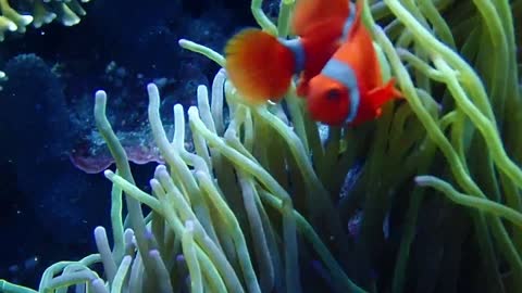 Beautiful Spinecheek Anenomefish at Tatawa Besar Komodo NP