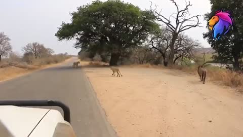 Wildlife Encounter On the Road with Lions at Kruger Park South Africa
