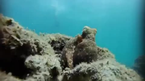 Wildlife & Funs